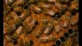 中蜂饲养视频,视频教程深度解析