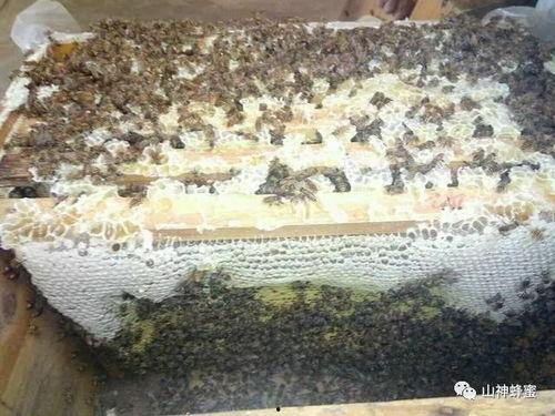 中蜂饲养视频,视频教程深度解析