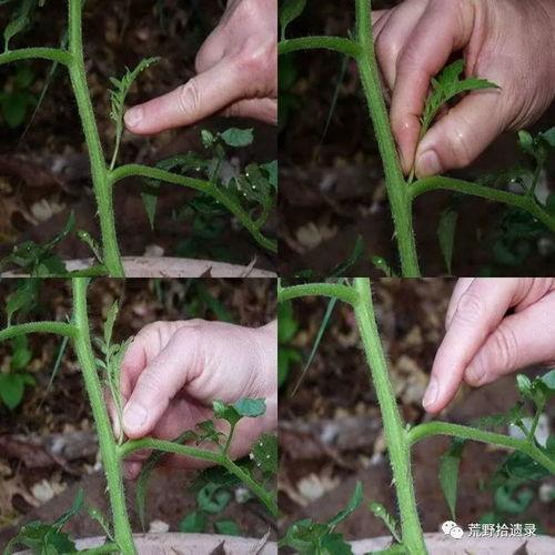 番茄怎么修剪视频,视频教程概述