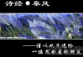 蒹葭朗诵视频,古典诗意重现