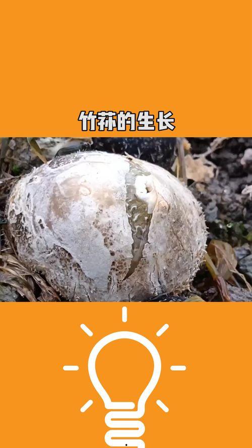 竹荪生长过程视频,从菌种培育到采摘全过程揭秘