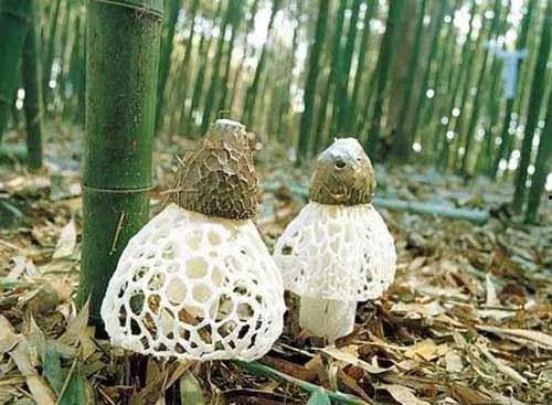 竹荪生长过程视频,从菌种培育到采摘全过程揭秘