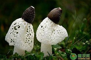 竹荪生长过程视频,从菌种培育到采摘全过程揭秘